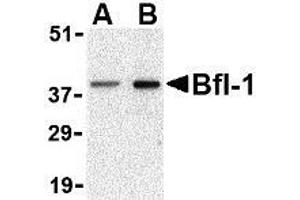 Western blot analysis of Bfl-1 in mouse kidney tissue lysate with AP30143PU-N Bfl-1 antibody at (A) 1 and (B) 2 μg/ml. (BCL2A1 Antikörper  (N-Term))