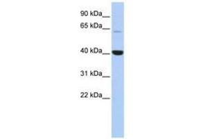 Image no. 1 for anti-Methyl-CpG Binding Domain Protein 1 (MBD1) (C-Term) antibody (ABIN6742952) (MBD1 Antikörper  (C-Term))