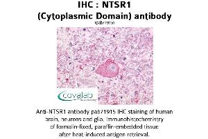 Image no. 1 for anti-Neurotensin Receptor 1 (High Affinity) (NTSR1) (3rd Cytoplasmic Domain) antibody (ABIN1737565) (NTSR1 Antikörper  (3rd Cytoplasmic Domain))