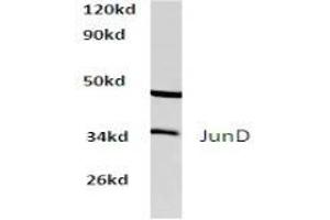Image no. 1 for anti-Jun D Proto-Oncogene (JUND) antibody (ABIN265491) (JunD Antikörper)