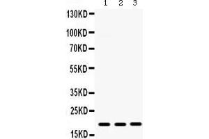 Western Blotting (WB) image for anti-gamma-Interferon-Induced Monokine (CXCL9) (AA 23-125) antibody (ABIN3042781) (CXCL9 Antikörper  (AA 23-125))
