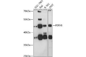 Western blot analysis of extracts of various cell lines, using P2RY8 antibody (ABIN7269753) at 1:1000 dilution. (P2RY8 Antikörper  (AA 298-359))
