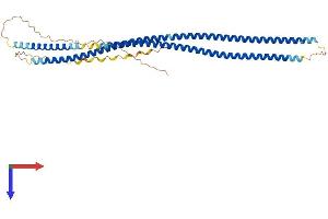 Keratin 31 (KRT31) (AA 1-416) protein (His tag)