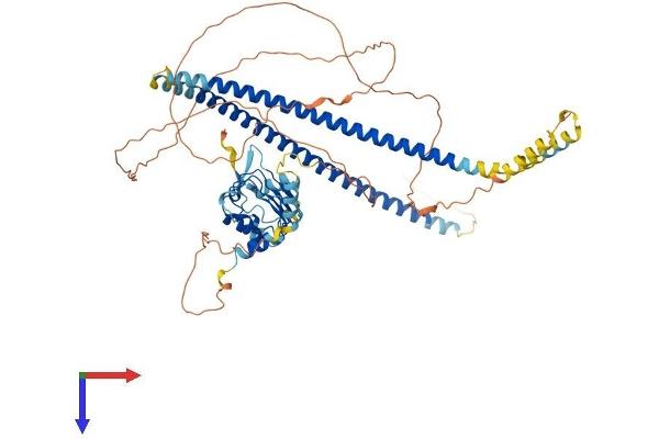 CEP72 Protein (AA 1-646) (His tag)