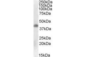 Western Blotting (WB) image for anti-Meis Homeobox 1 (MEIS1) (Internal Region) antibody (ABIN2466616) (MEIS1 Antikörper  (Internal Region))