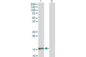 Western Blot analysis of SUPT4H1 expression in transfected 293T cell line by SUPT4H1 monoclonal antibody (M01), clone 3G4. (SUPT4H Antikörper  (AA 18-117))
