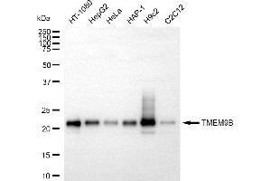 Western blotting analysis using TMEM9B antibody (ABIN7800560). (Rekombinanter TMEM9B Antikörper)