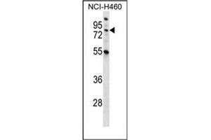 Western blot analysis of MST1 Antibody (C-term) in NCI-H460 cell line lysates (35ug/lane).