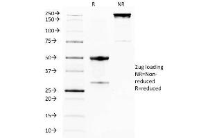 SDS-PAGE Analysis Purified GITR Mouse Monoclonal Antibody (DTA-1). (TNFRSF18 Antikörper)