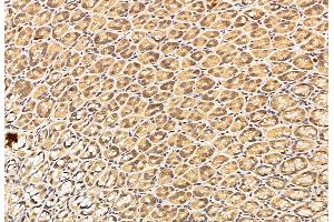 ABIN6254894 and ABIN6276310 at 1/100 staining Rat stomach tissue by IHC-P.