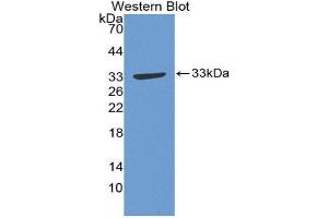Western Blotting (WB) image for anti-Growth Associated Protein 43 (GAP43) (AA 1-274) antibody (ABIN1868109)