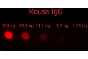 Dot Blot of F(ab')2 Donkey Anti-Mouse IgG Antibody Phycoerythrin conjugated Min X Bv Ch Gt GP Ham Hs Hu Rb Rt & Sh Serum Proteins. (Esel anti-Maus IgG (Heavy & Light Chain) Antikörper (PE) - Preadsorbed)