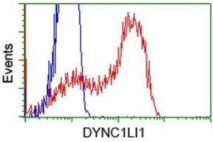 HEK293T cells transfected with either RC222010 overexpress plasmid (Red) or empty vector control plasmid (Blue) were immunostained by anti-DYNC1LI1 antibody (ABIN2452971), and then analyzed by flow cytometry. (DYNC1LI1 Antikörper)