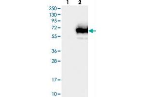Western blot analysis of Lane 1: Negative control (vector only transfected HEK293T lysate), Lane 2: Over-expression Lysate (Co-expressed with a C-terminal myc-DDK tag (~3. (TCP11L1 Antikörper)
