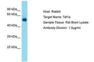 Image no. 1 for anti-TATA Box Binding Protein (TBP)-Associated Factor, RNA Polymerase I, A, 48kDa (TAF1A) (AA 51-100) antibody (ABIN6750276) (TAF1A Antikörper  (AA 51-100))