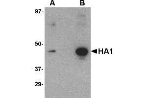 Western Blotting (WB) image for anti-Hemagglutinin antibody (Influenza A Virus H5N1) (ABIN1031717) (Hemagglutinin Antikörper)
