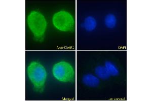 ABIN5539670 Immunofluorescence analysis of paraformaldehyde fixed HepG2 cells, permeabilized with 0. (C5AR1 Antikörper  (C-Term))