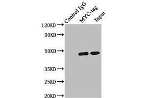 Immunoprecipitating MYC-tag with transfected HEK293 Lane 1: Mouse control IgG (1 μg) instead of ABIN7127946 in transfected HEK293 whole cell lysate. (Myc Tag Antikörper)
