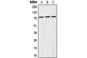 Western blot analysis of NHE6 expression in HEK293T (A), Raw264. (SLC9A6 Antikörper  (Center))