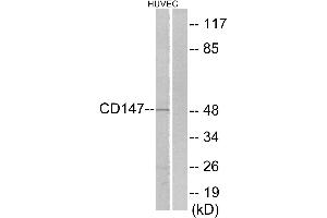 Immunohistochemistry analysis of paraffin-embedded human brain tissue using CD147 antibody. (CD147 Antikörper  (C-Term))