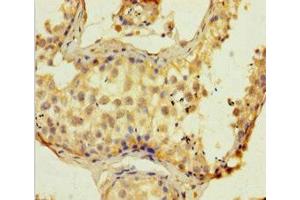 Immunohistochemistry of paraffin-embedded human testis tissue using ABIN7152513 at dilution of 1:100 (SUPT16H Antikörper  (AA 187-282))