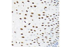 Immunohistochemistry (IHC) image for anti-Karyopherin alpha 3 (Importin alpha 4) (KPNA3) (AA 1-210) antibody (ABIN6142991)