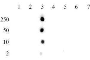 Histone H2B acetyl Lys15 pAb tested by dot blot analysis. (Histone H2B Antikörper  (acLys15))