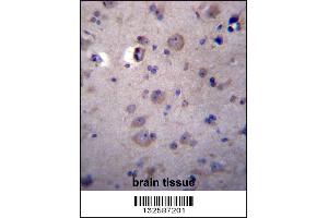 HPSE2 Antibody immunohistochemistry analysis in formalin fixed and paraffin embedded human brain tissue followed by peroxidase conjugation of the secondary antibody and DAB staining. (Heparanase 2 Antikörper  (C-Term))