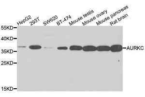 Western blot analysis of extracts of various cell lines, using AURKC antibody.