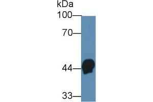 Western Blot; Sample: Human Serum; Primary Ab: 3µg/ml Mouse Anti-Human HPR Antibody Second Ab: 0. (HPR Antikörper  (AA 102-347))