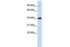 Image no. 1 for anti-Zinc Finger Protein 42 (ZFP42) (AA 108-157) antibody (ABIN6742666) (ZFP42 Antikörper  (AA 108-157))