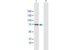 Western Blot analysis of MUC20 expression in transfected 293T cell line by MUC20 MaxPab polyclonal antibody.