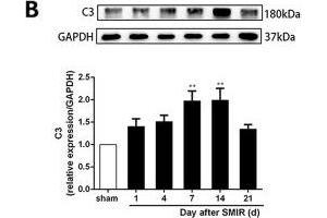 Astrocytes were activated and mainly expressed as the A1 phenotype in the spinal cord after SMIR. (GAPDH Antikörper)