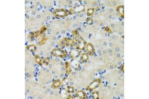 Immunohistochemistry of paraffin-embedded mouse kidney using PHPT1 antibody. (PHPT1 Antikörper  (AA 1-125))