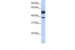 Image no. 1 for anti-Lipase, Family Member J (LIPJ) (AA 282-331) antibody (ABIN6739347) (LIPJ Antikörper  (AA 282-331))