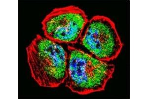 Confocal immunofluorescent analysis of MMP3 antibody with NCI-H460 cells followed by Alexa Fluor 488-conjugated goat anti-rabbit lgG (green). (MMP3 Antikörper  (AA 30-59))