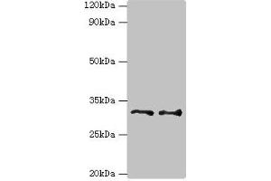 Western blot All lanes: Tumor necrosis factor receptor superfamily member 27 antibody at 6 μg/mL Lane 1: HepG2 whole cell lysate Lane 2: Hela whole cell lysate Secondary Goat polyclonal to rabbit IgG at 1/10000 dilution Predicted band size: 33, 36 kDa Observed band size: 33 kDa