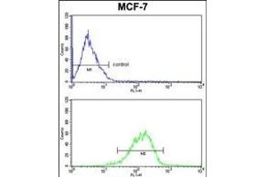 RBM3 Antibody (C-term) (ABIN391592 and ABIN2841521) FC analysis of MCF-7 cells (bottom histogram) compared to a negative control cell (top histogram). (RBM3 Antikörper  (C-Term))