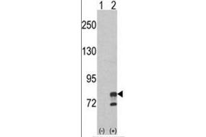 Western blot analysis of GMPS (arrow) using rabbit polyclonal GMPS Antibody (Center) . (GMP Synthase Antikörper  (Middle Region))
