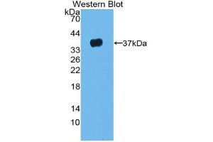 Western blot analysis of the recombinant protein. (LRG1 Antikörper  (AA 37-340))