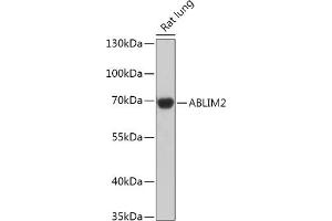 Western blot analysis of extracts of Rat lung, using  antibody (ABIN7265380) at 1:1000 dilution. (ABLIM2 Antikörper  (AA 74-309))