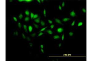 Immunofluorescence (IF) image for anti-NADH Dehydrogenase (Ubiquinone) 1 alpha Subcomplex, 13 (NDUFA13) (AA 1-144) antibody (ABIN1327603)