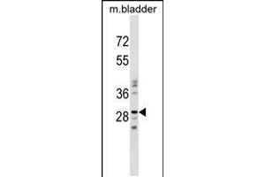 Western blot analysis in mouse bladder tissue lysates (35ug/lane). (NUBPL Antikörper  (N-Term))