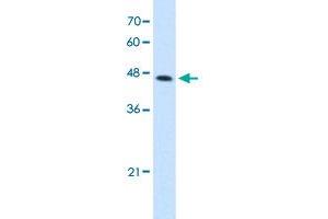 Western Blot analysis of HepG2 cell lysate with CTH polyclonal antibody  at 2. (CTH Antikörper  (C-Term))