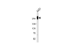 Western blot analysis of lysate from A431 cell line, using MYH14 Antibody (Center) (ABIN1944769 and ABIN2838513). (Myosin Antikörper  (AA 654-668))