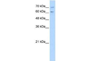 PDE9A antibody used at 1 ug/ml to detect target protein. (PDE9A Antikörper  (N-Term))