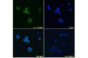 (ABIN570798) Immunofluorescence analysis of paraformaldehyde fixed Jurkat cells, permeabilized with 0. (Fibrillin 1 Antikörper  (Internal Region))