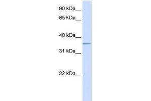 WB Suggested Anti-ALDOC Antibody Titration:  0. (ALDOC Antikörper  (C-Term))