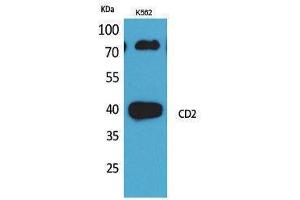 Western Blotting (WB) image for anti-CD2 (CD2) (N-Term) antibody (ABIN3187772)