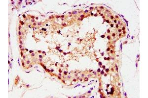 IHC image of ABIN7155699 diluted at 1:400 and staining in paraffin-embedded human testis tissue performed on a Leica BondTM system. (GSC Antikörper  (AA 43-127))